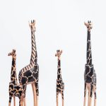 Family of Giraffe